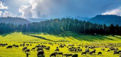 Kashmir 4 Days Tour Package